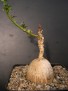 Euphorbia copiapina