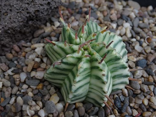 Euphorbia fa. variegata