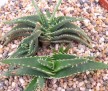 Aloe calcairophylla