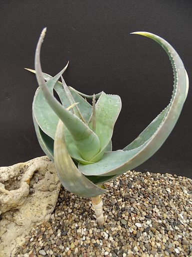 Aloe viquieri