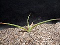 Aloe vesseyi