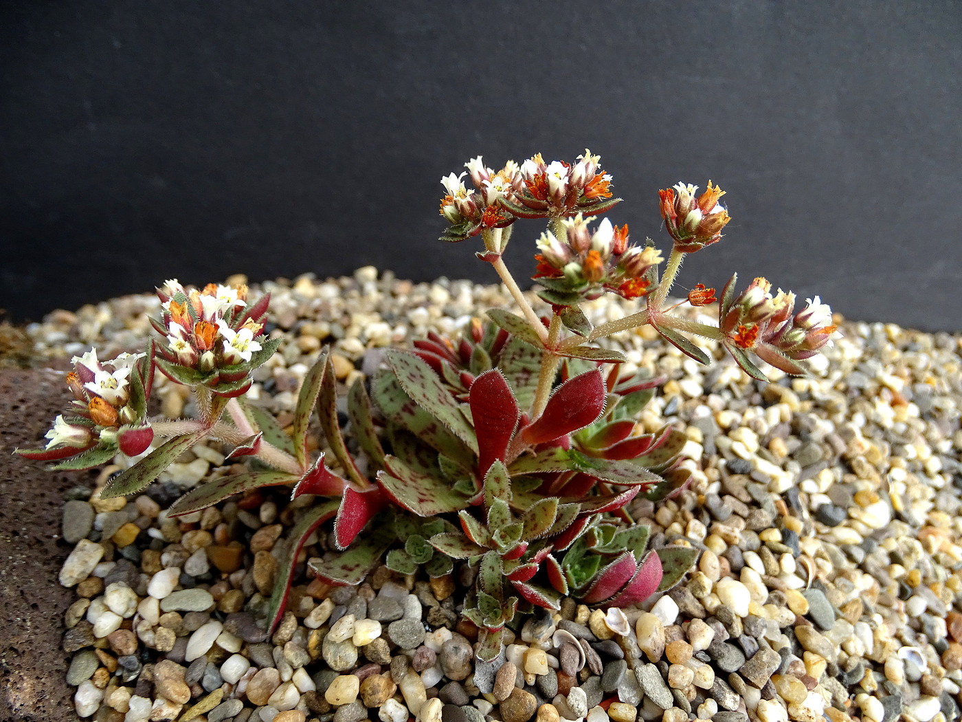 Photo: Crassula exilis ssp. picturata | Crassula & Sedum + Sedeveria ...