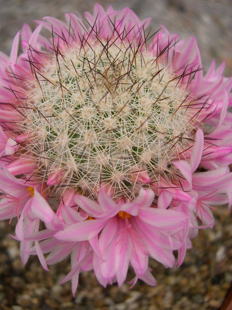 Photo: Mammillaria slevinii | Cactus Mammillaria album | Cok Grootscholten  Succulent World ..