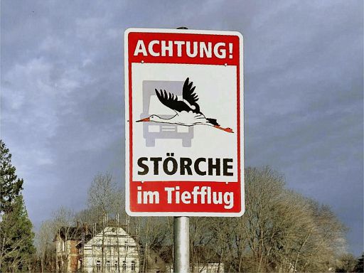 Störche im Tiefflug