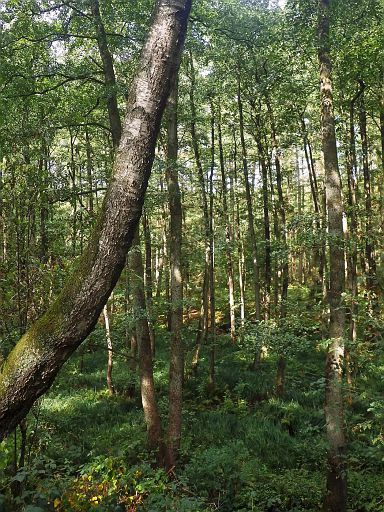 Wald in der Hasselbach-Aue