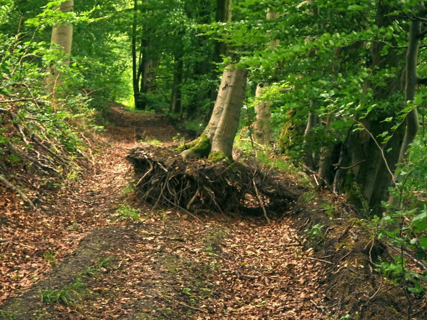 Baum auf Wanderschaft