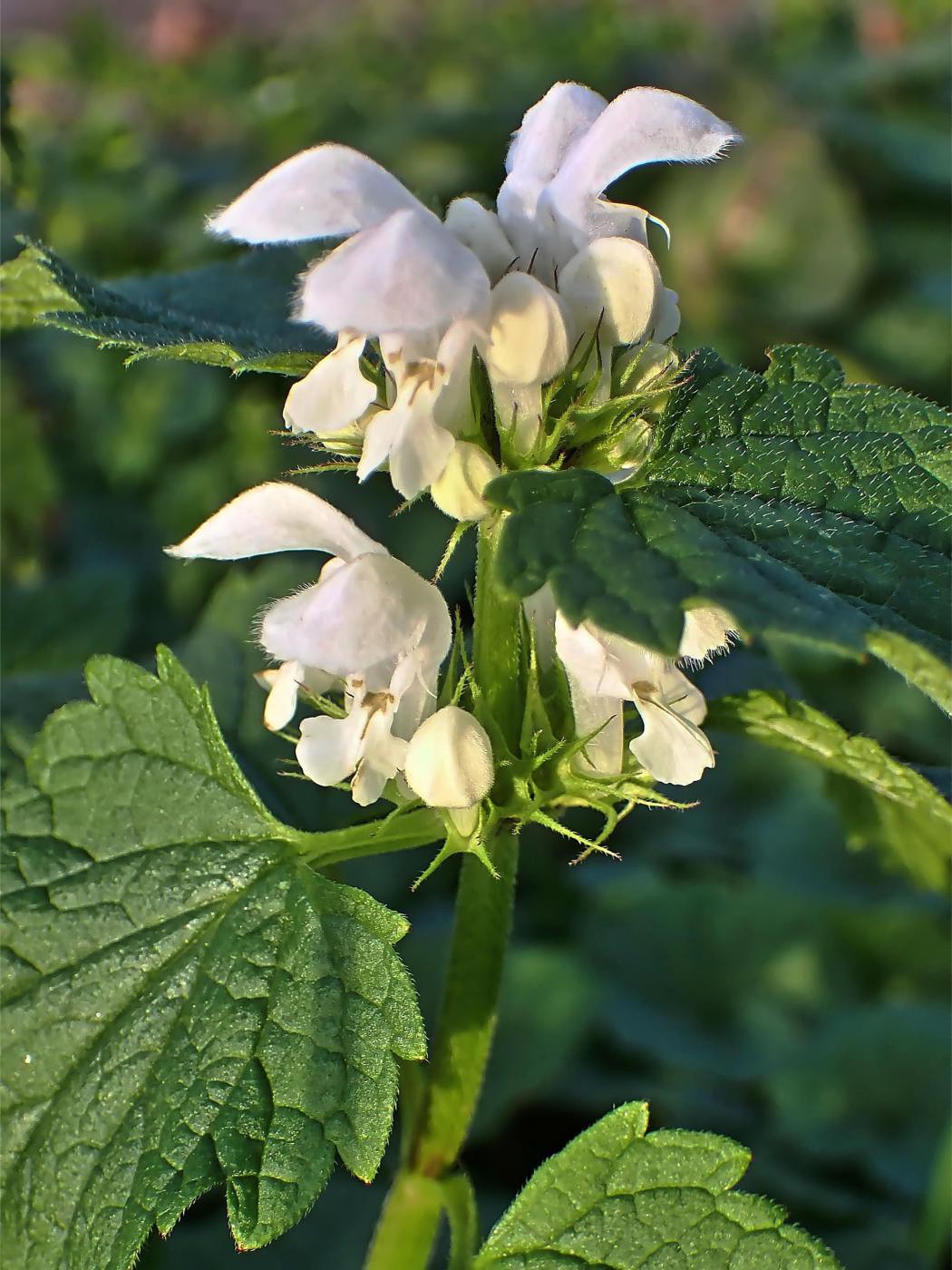 Herbstblüte