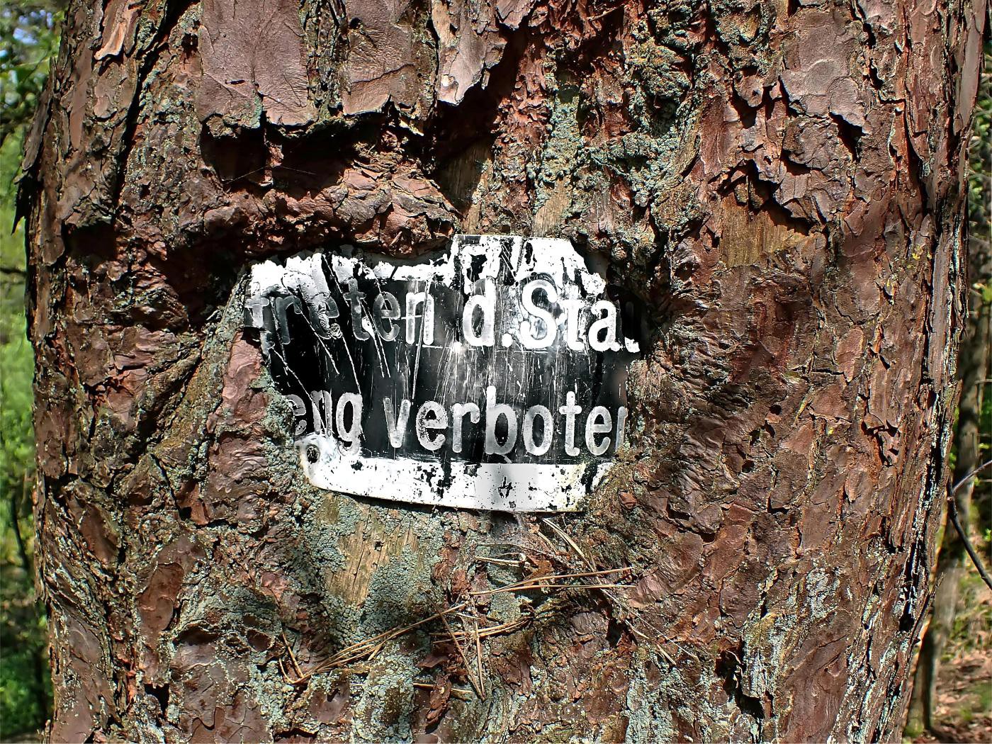 Baum frisst "streng verboten" Schild