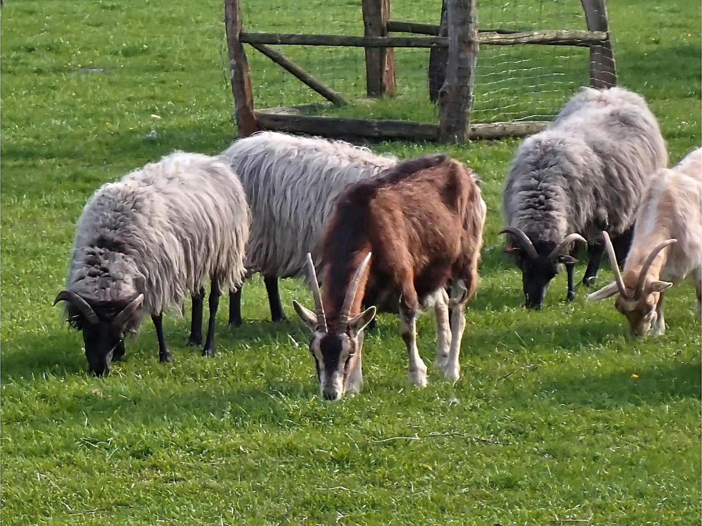 Heidschnucken und Ziegen