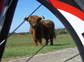 Free-runnung bisons in Kennemerland