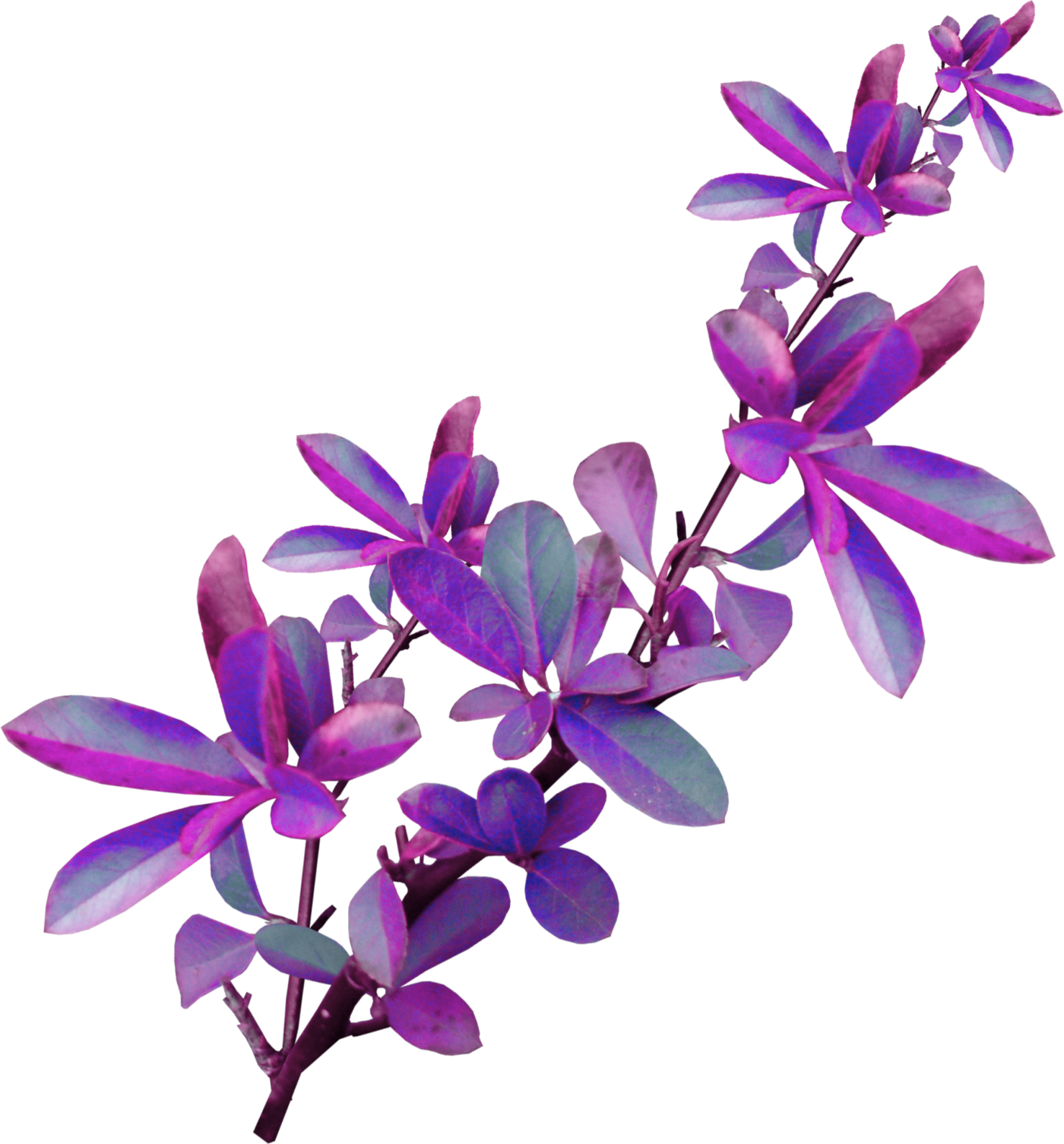 Photo: Element (3) | Colors of Fantasy album | Jossie | Fotki.com ...