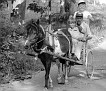 58-Pony Cart (in Oneida, 1982)