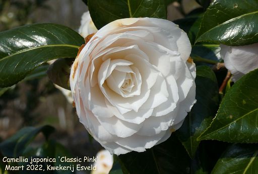 Camellia japonica 'Classic Pink'