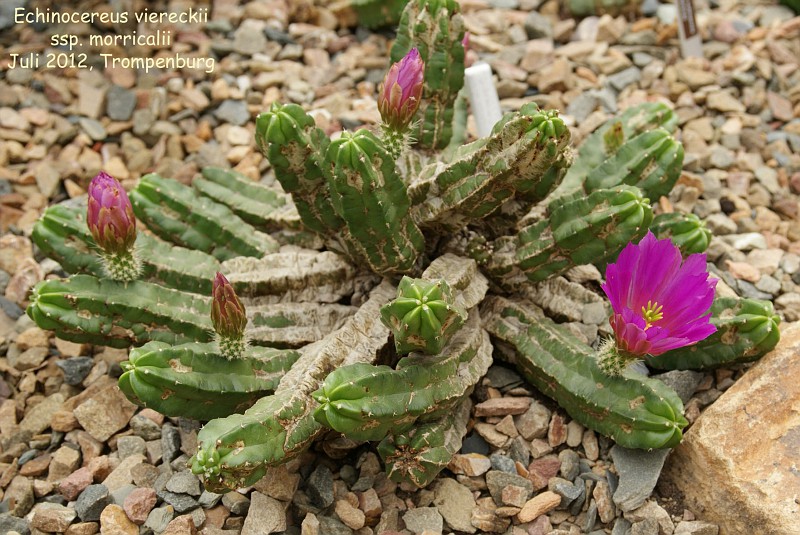 Photo: Echinocereus viereckii ssp. morricalii | Echinocereus album | Nora  Goosen | Fotki.com, photo and video sharing made easy.