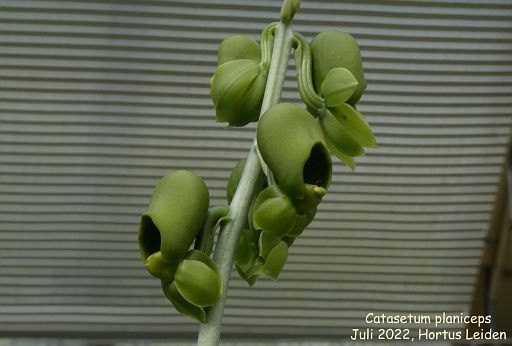 Catasetum planiceps