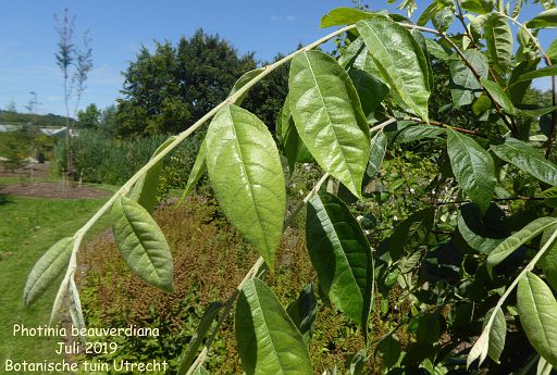 Photinia album | Nora Goosen | Fotki.com, photo and video sharing made easy.