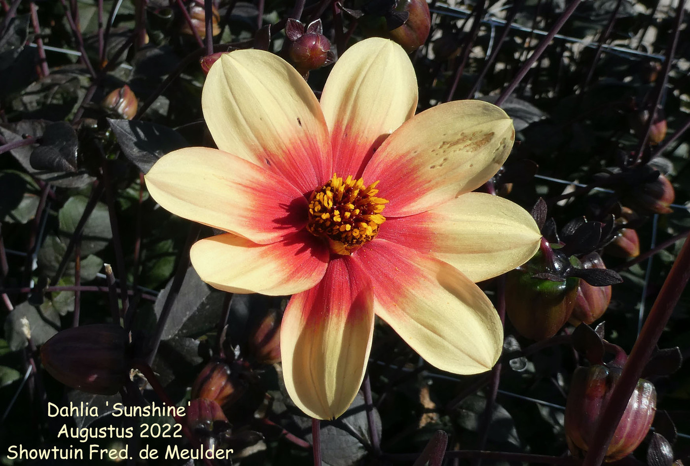 Photo: Dahlia 'Sweet Fabienne' | Dahlia (hybrid cultivars