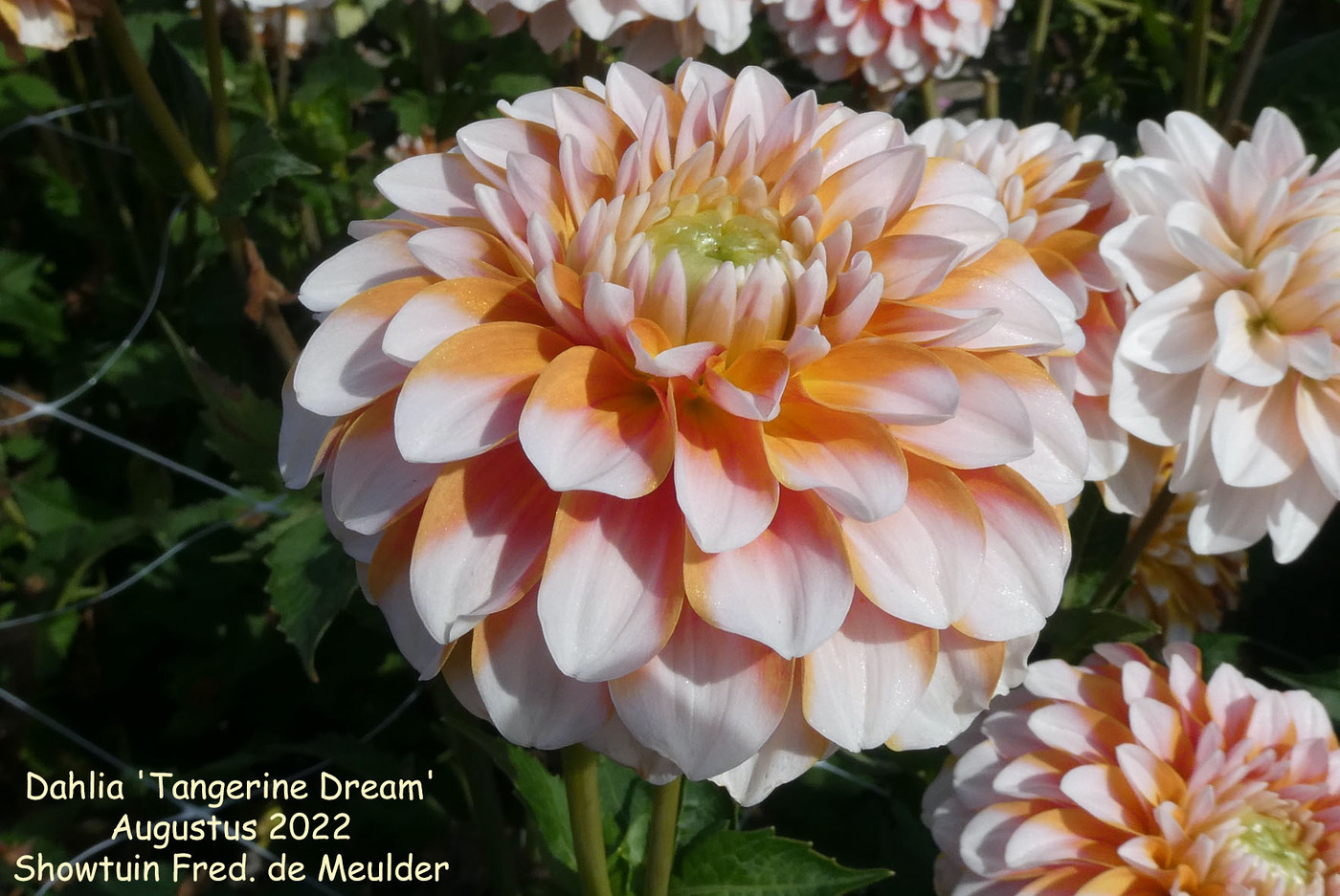 Photo: Dahlia 'Tangerine Dream' | Dahlia (hybrid cultivars) album