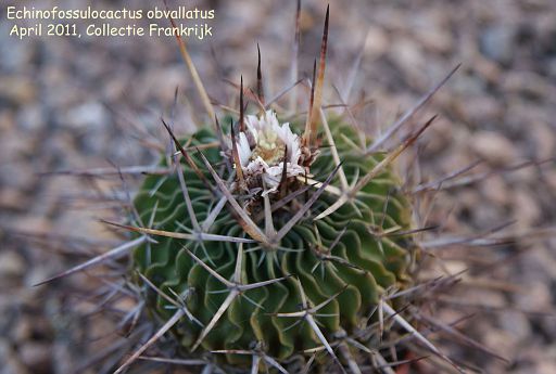 Echinofossulocactus obvallatus