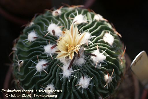 Echinofossulocactus tricuspidatus