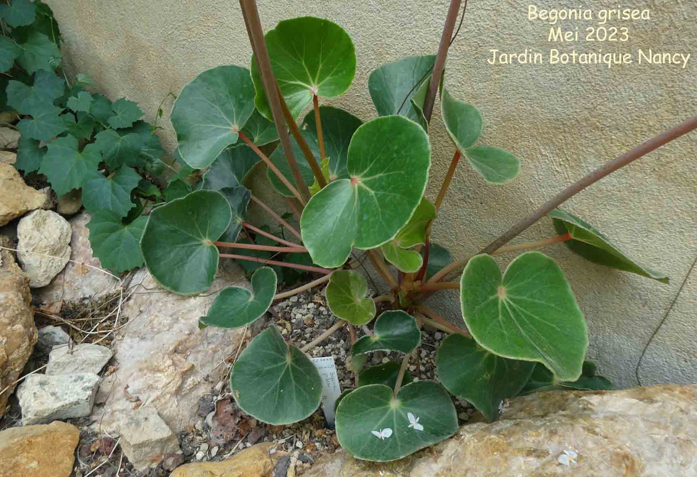 Begonia grisea