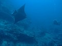 Shelly and Very Large Female Manta