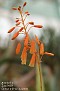 Aloe ballii