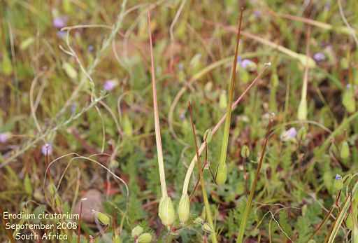 Erodium cicutarium (seedhead)