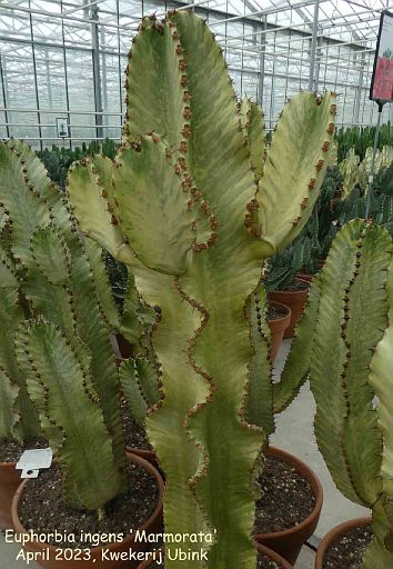 Euphorbia ingens 'Marmorata'