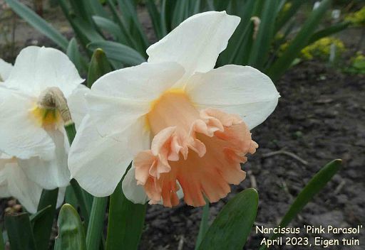 Narcissus 'Pink Parasol'