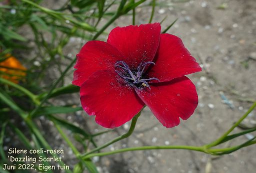 Silene coeli-rosea 'Dazzling Scarlet'
