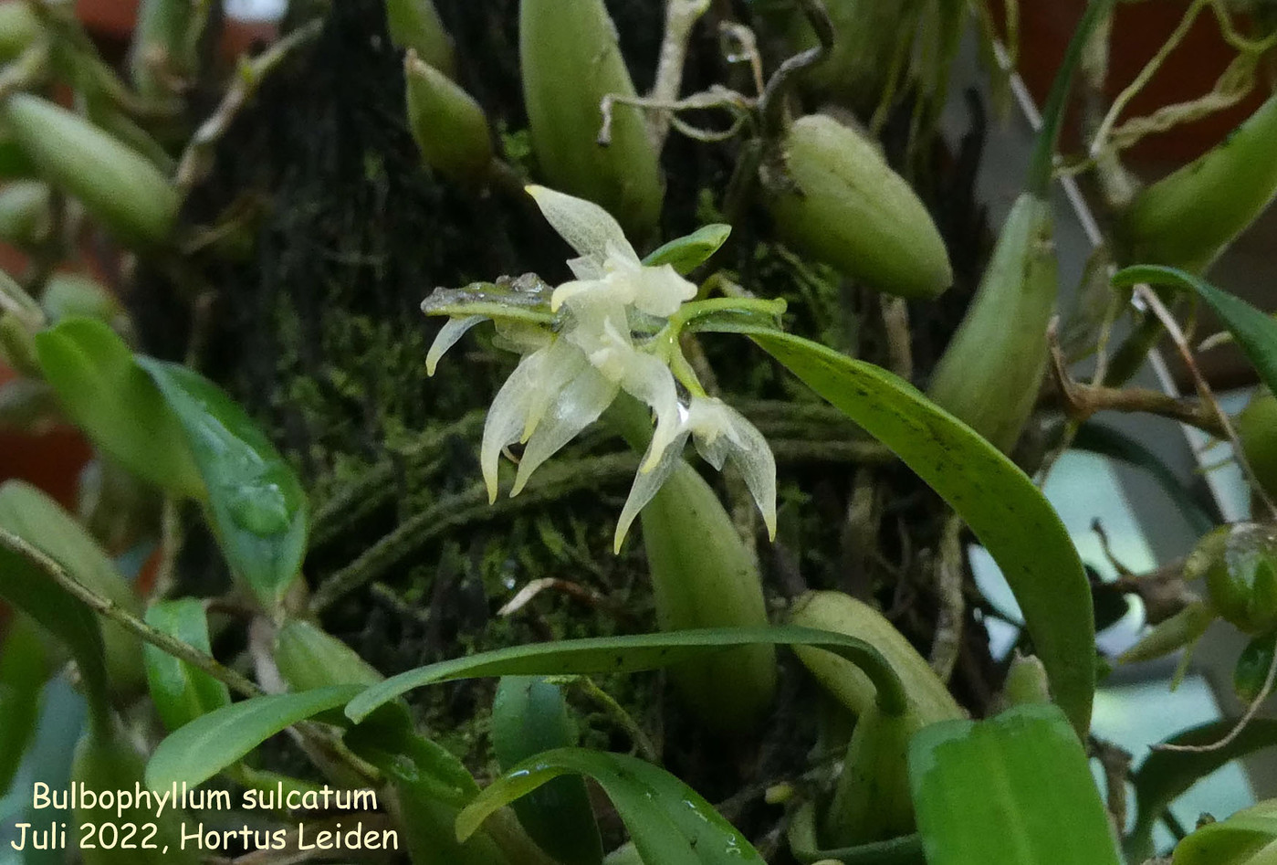 Bulbophyllum sulcatum