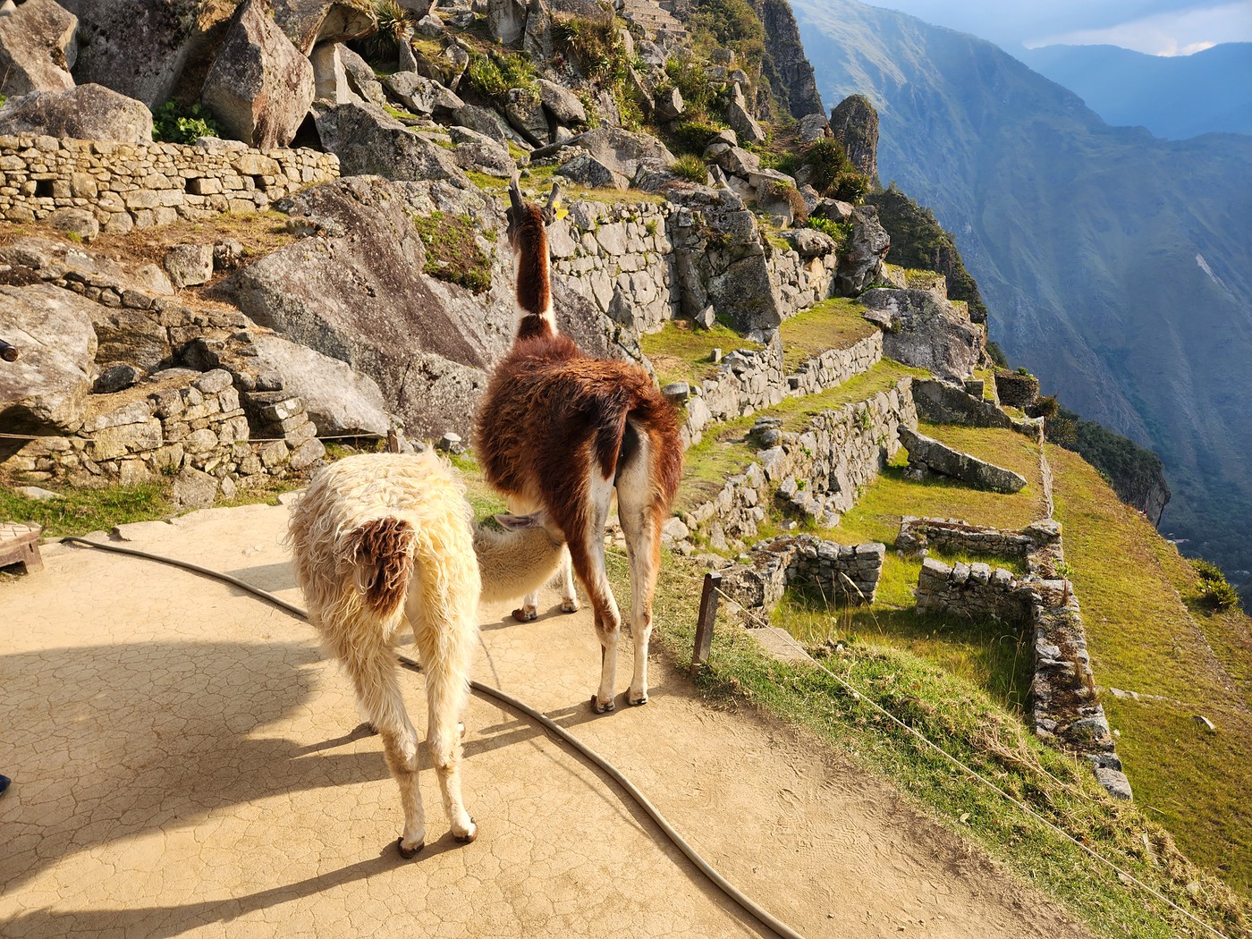 Photo Two Llamas Look Over Terraced Areas of the Sacred Plaza at the