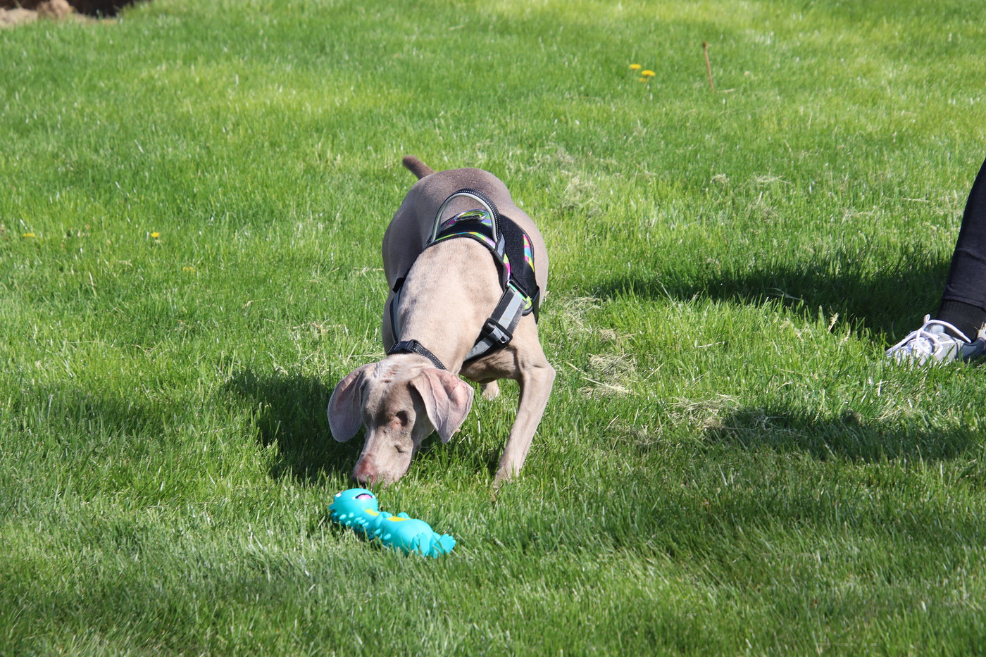 Panther Valley Prowl Cruise Night 4262024 album EACC