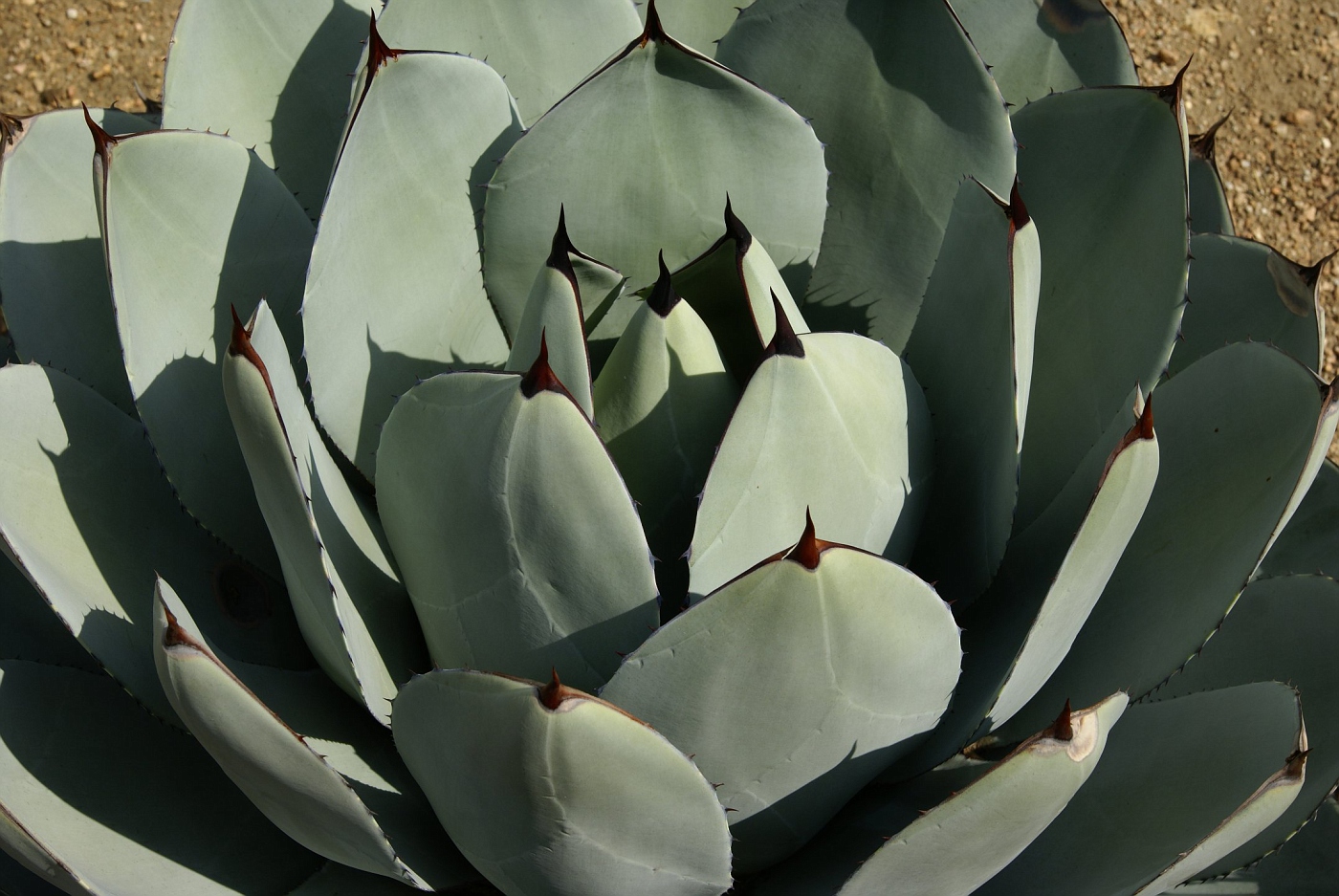 Photo: 022, Agave Parryi V. Patoni | Huntington Gardens, California ...