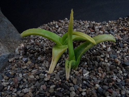 Aloe acutissima ssp. itamopolensis It.