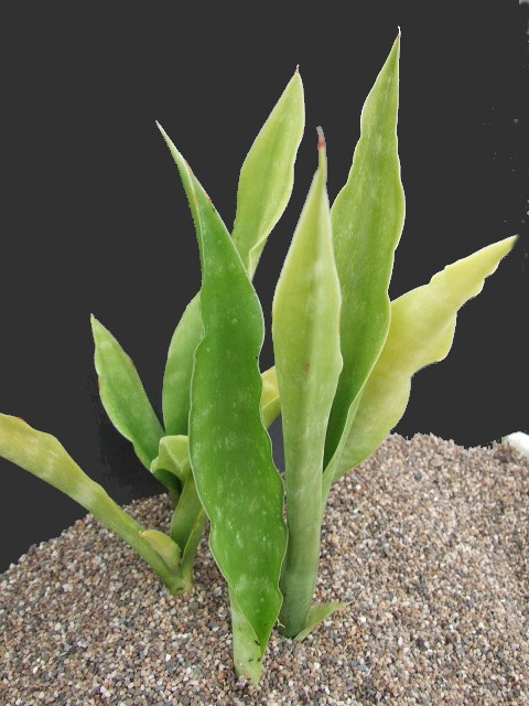 Photo: Sansevieria liberica sp. CG095.1 | Sansevieria. album | Cok  Grootscholten Succulent World ..