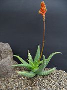 Aloe Tororoana