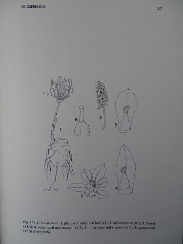 Eriospermum bowieanum
