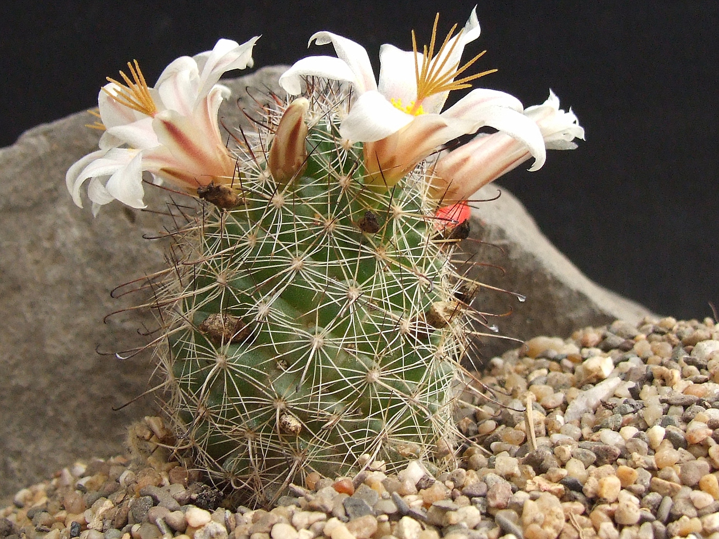 liguster ballenware Wintergrner Liguster 'Atrovirens'