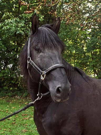 Pferd der Hofreitschule Schloss Bückeburg