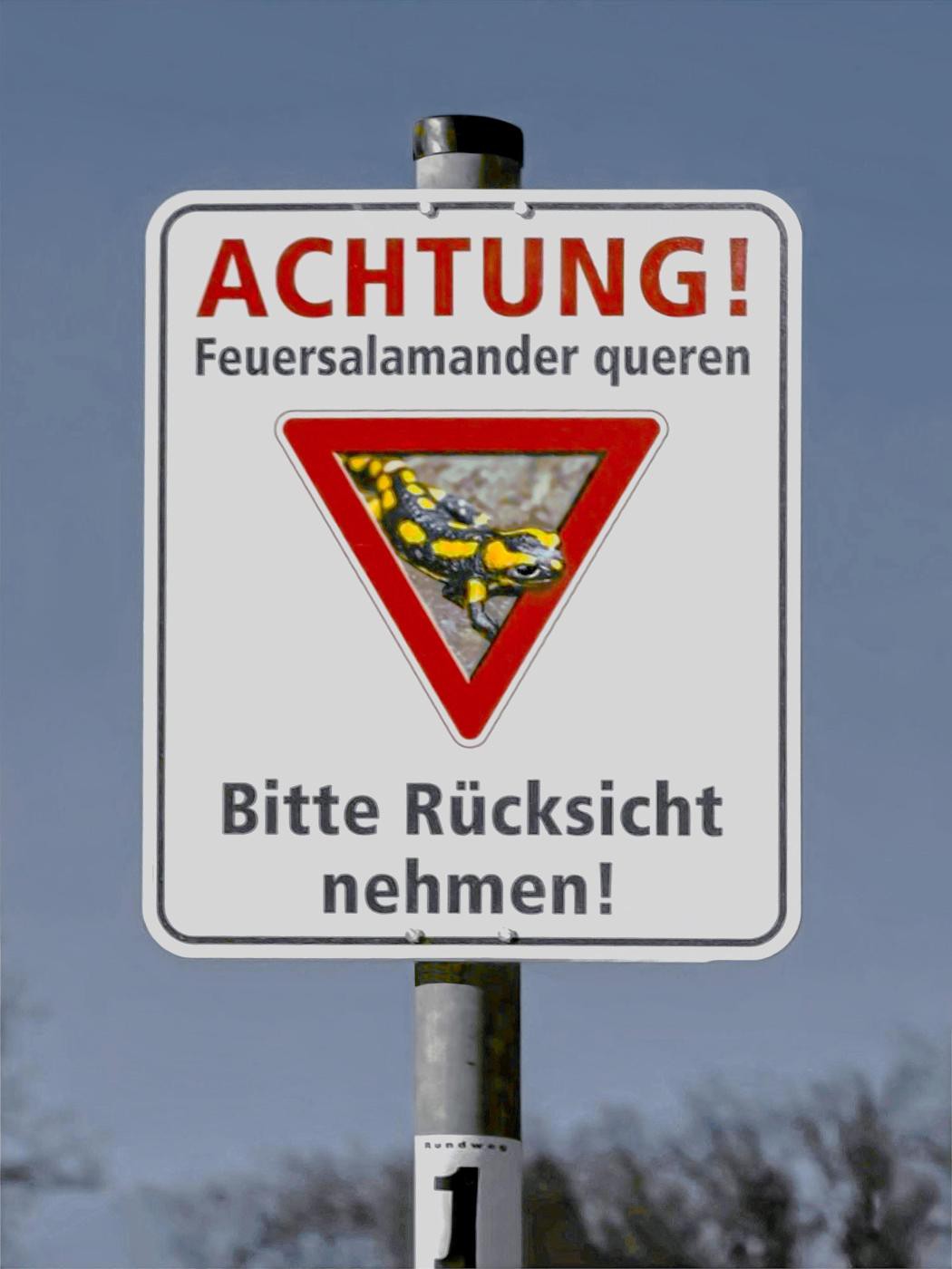 Achtung! Feuersalamander queren