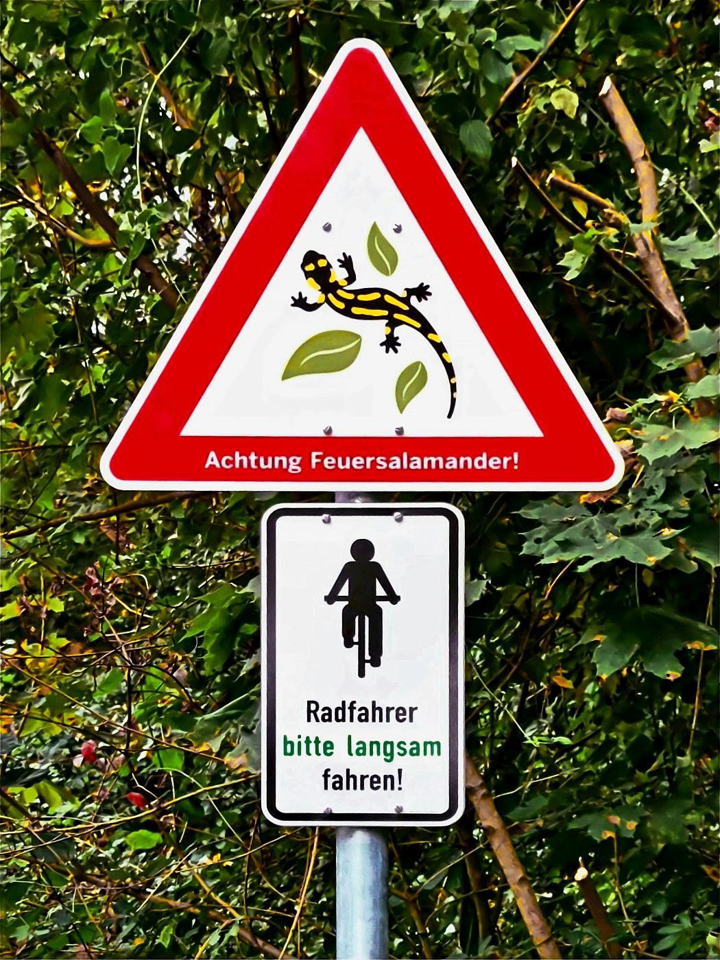 Achtung Feuersalamander!