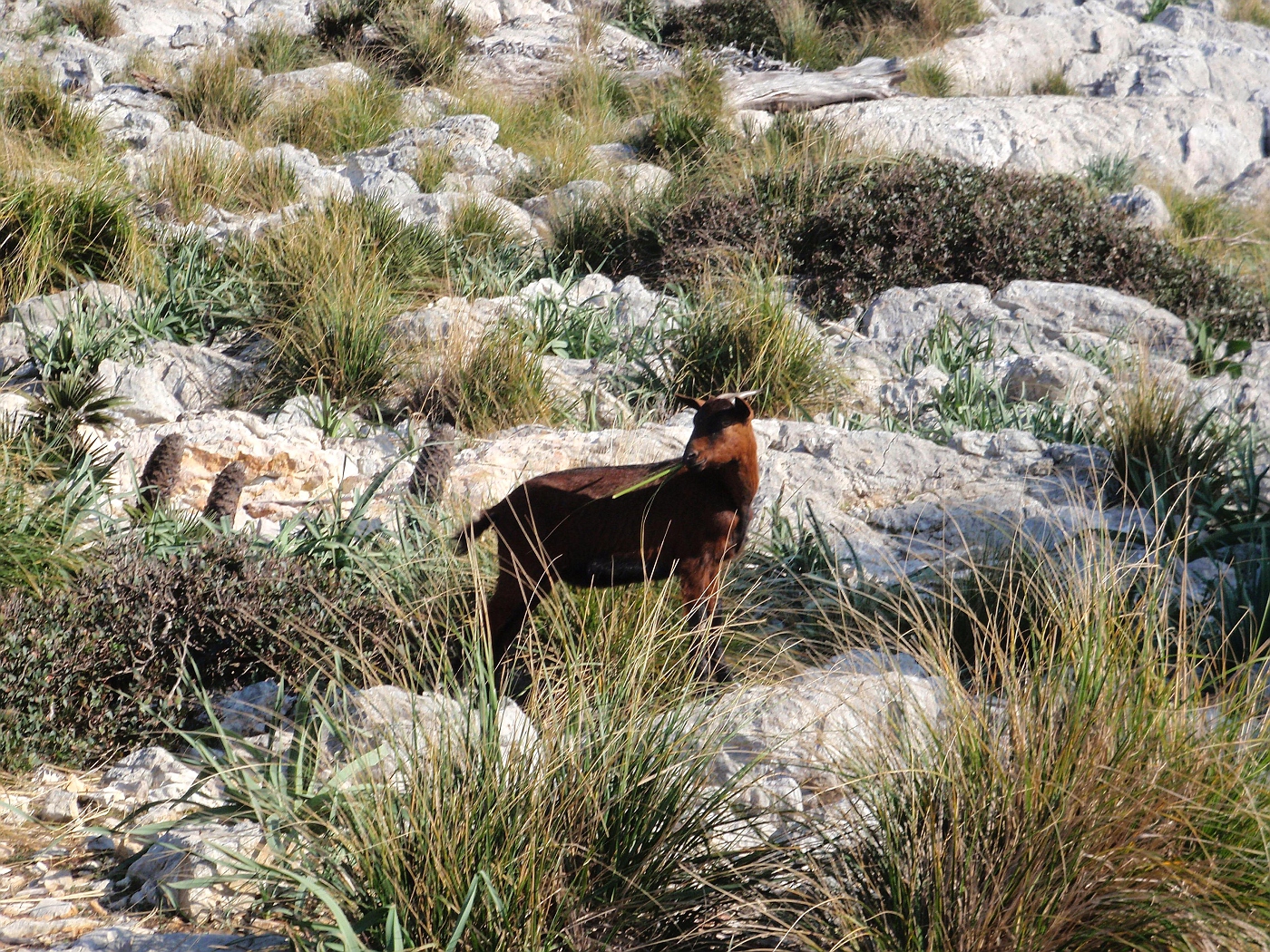 Formentor