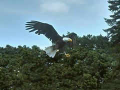 Freiflug Weißkopfseeadler