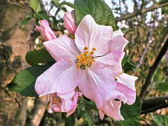 Weißrosa Farbenpracht