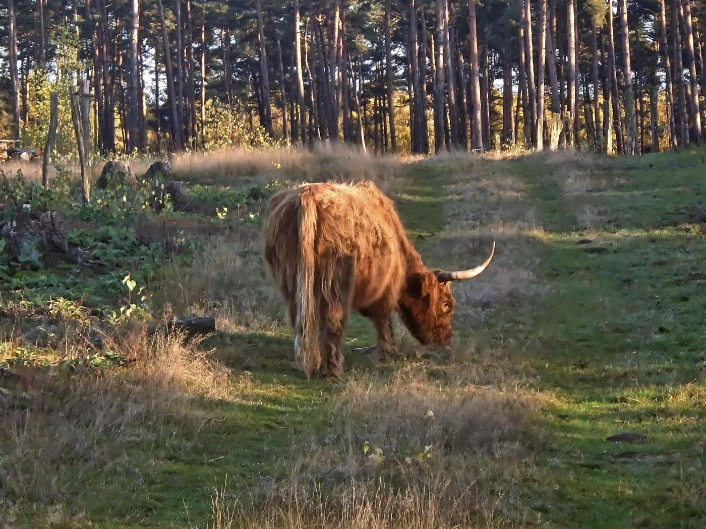 Der Waldweg ist zugeparkt