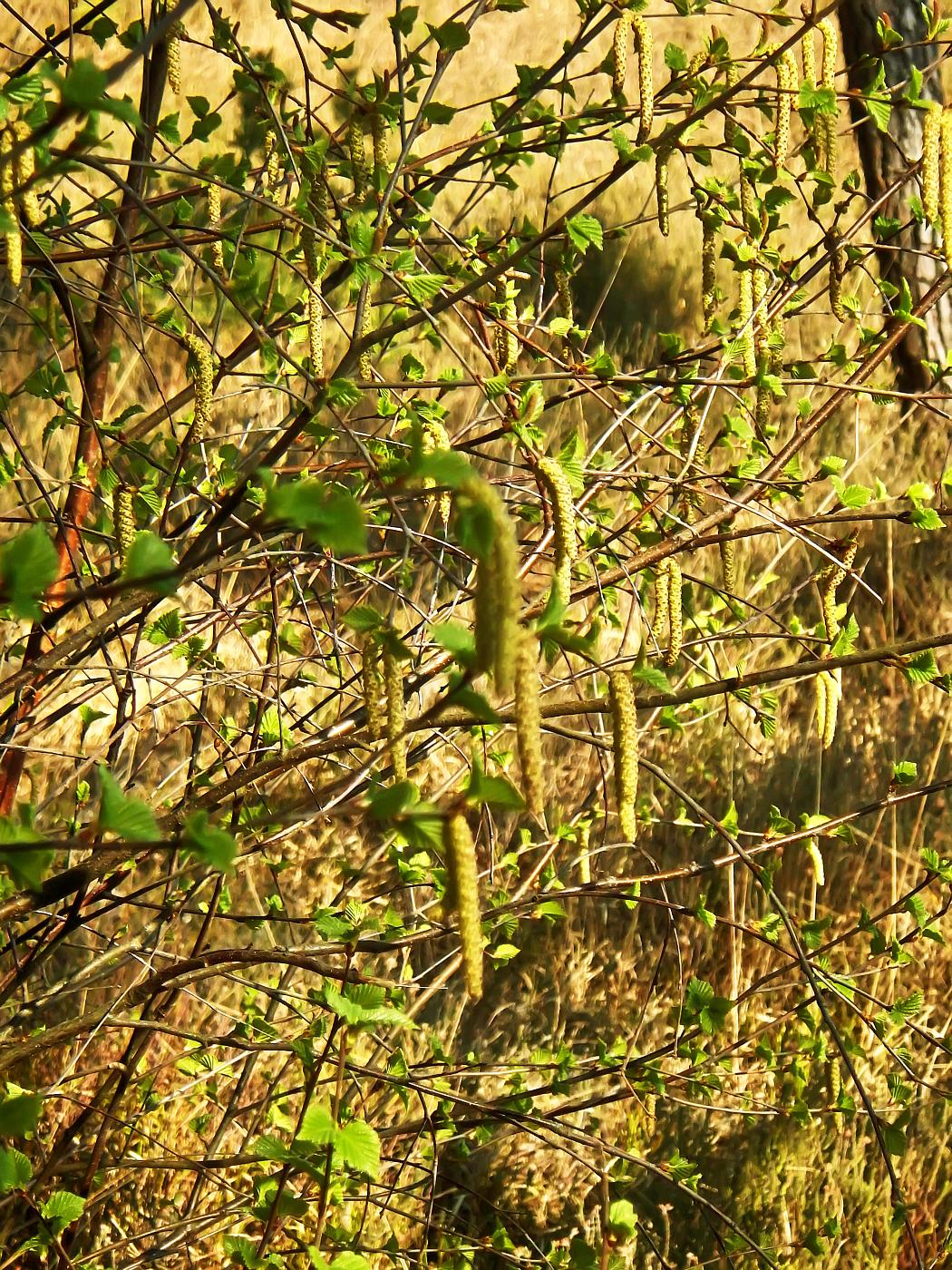 Hochmoor Hiddeser Bent