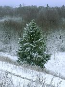 Oh Tannebaum ... wie grün sind deine Blätter