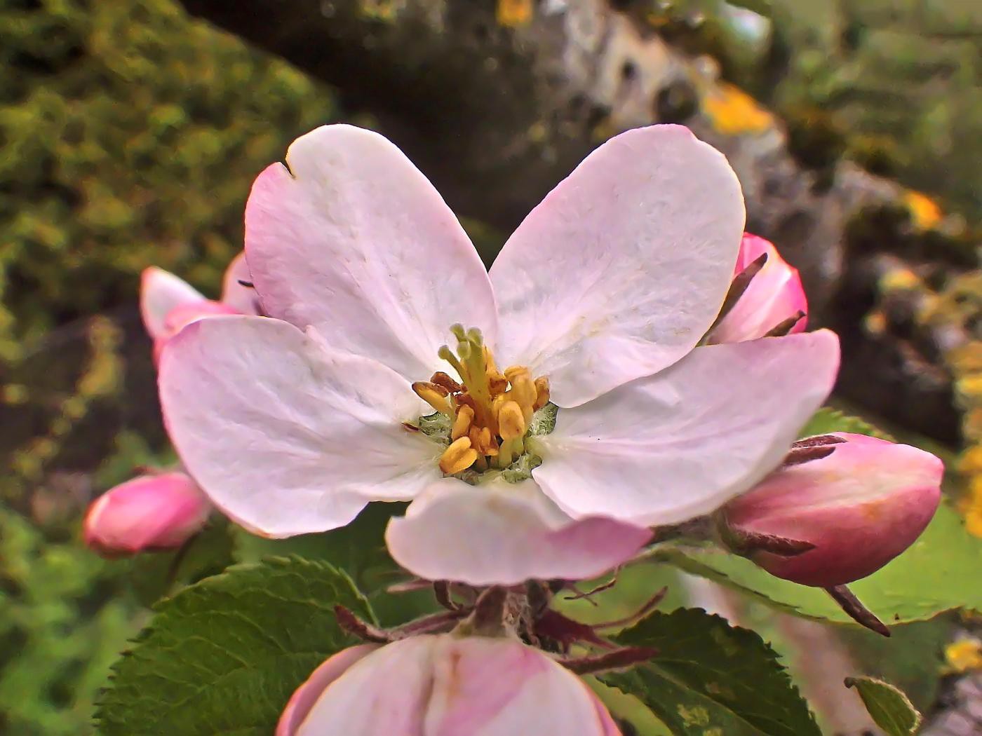 Im Frühling schön - im Herbst lecker!